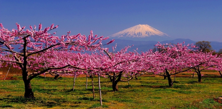 Giappone - Tra i fiori di ciliegio, sulle orme dei samurai.  